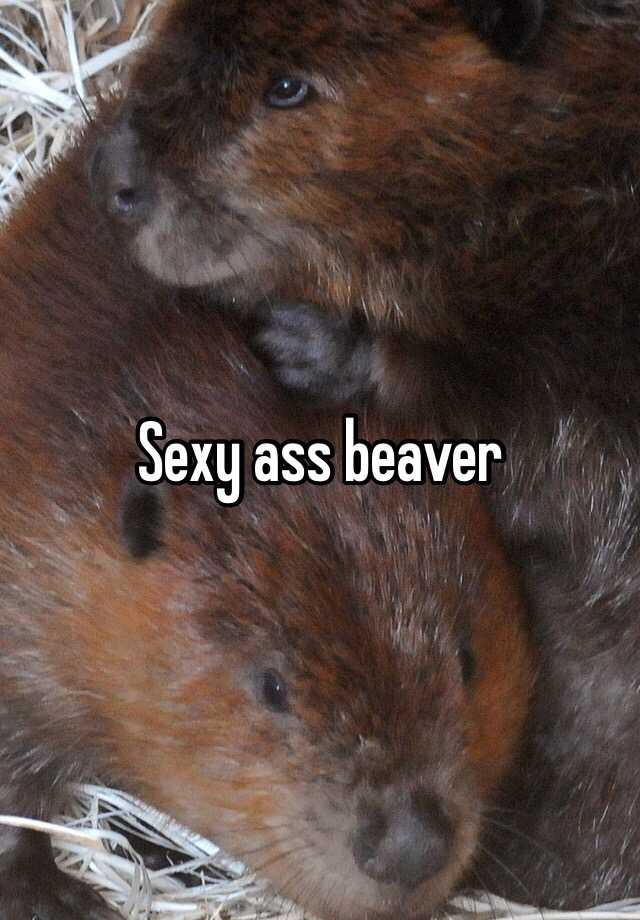 Sexy Beaver Pics